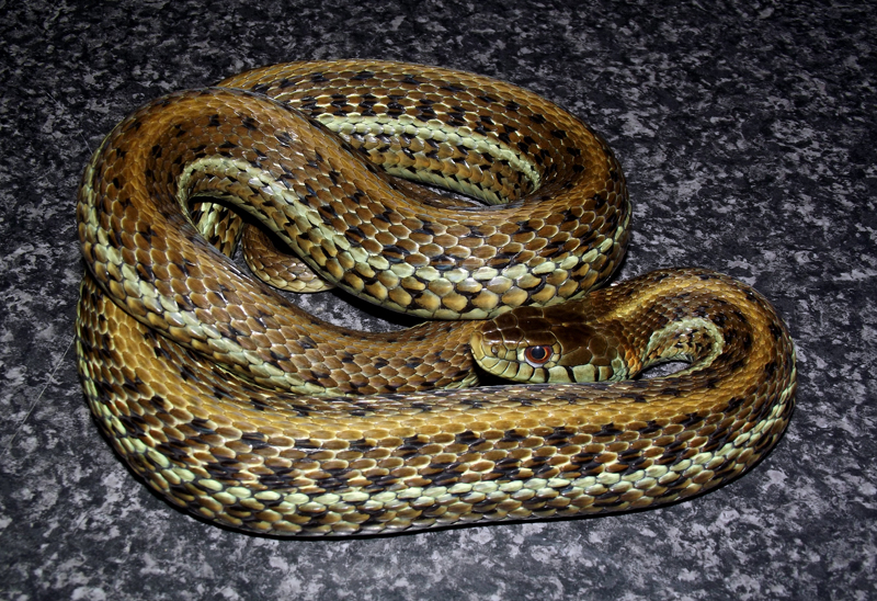 thamnophis eques scotti 5 copy